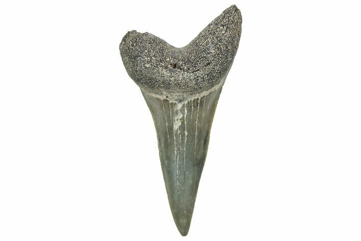 Fossil Broad-Toothed Mako Tooth - South Carolina #329086